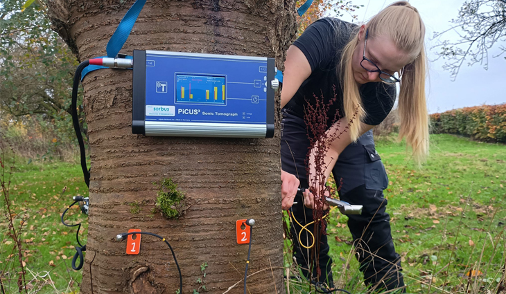 A female arborist testing and monitoring a tree trunck. A female arborist, testing the trunk of a tree.
