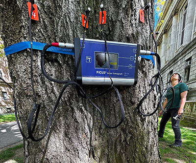 Arboriculture survey being carried out on old oak tree