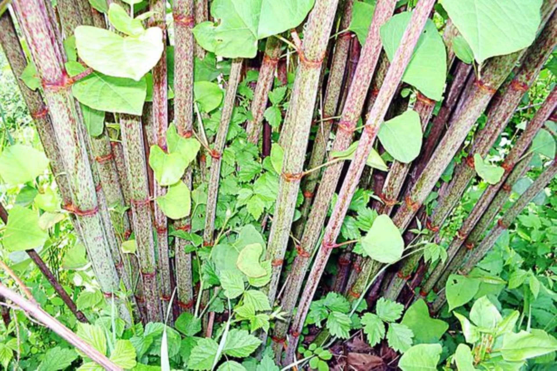 Japanese Knotweed Invasive Plant Image