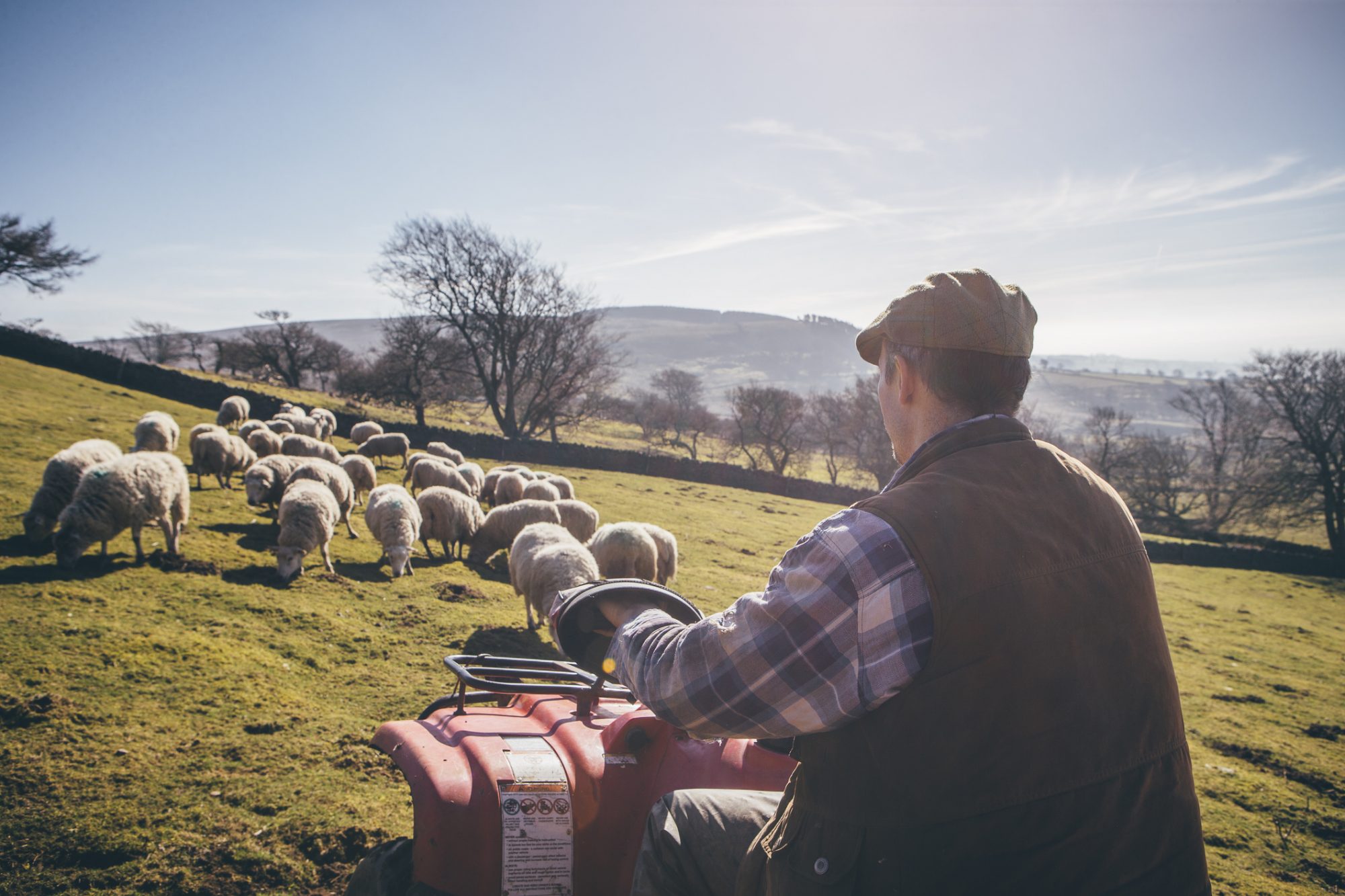 Farmer on a quadbike herding his flock of shoop across a fieldd.