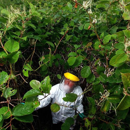 A specialist chartered surveyor inspecting over grown Japanese knotweed.