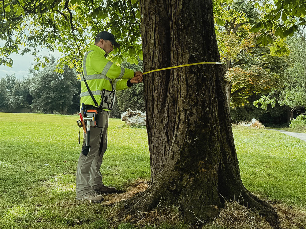 An arborist conducting a tree survey, measuring the trunk diameter.