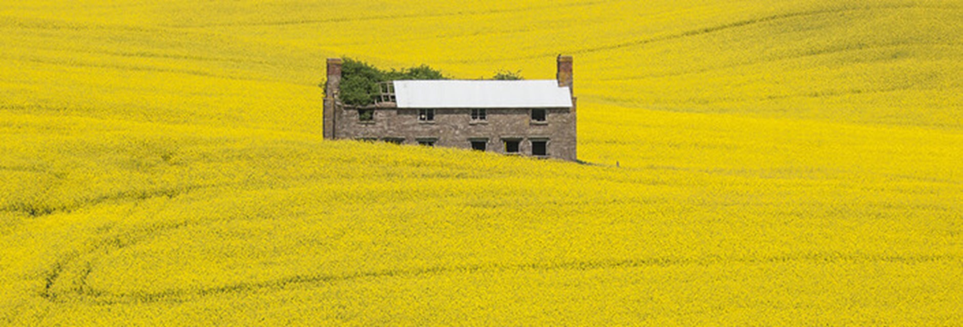 Rural Herefordshire showing a house surrounded by rapeseed